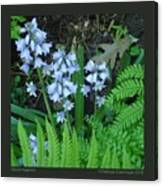 Wood Hyacinth Canvas Print