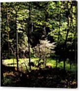 Woodland Calm - No. 17 Canvas Print