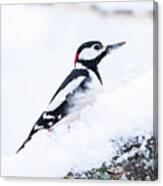 Woodpecker On A Snowy Branch Canvas Print