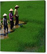 Working The Rice Paddies Of Northern Canvas Print