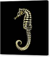 X-ray Of A Pacific Seahorse With Gold Canvas Print