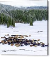 Yaks In Snow Canvas Print
