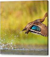 Yellow-billed Duck Taking Canvas Print