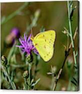 Yellow Butterfly 7201 Canvas Print