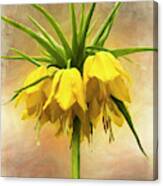 Yellow Crown Imperial Lily Canvas Print