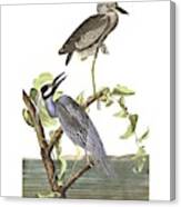 Yellow-crowned Heron By John Audubon Canvas Print