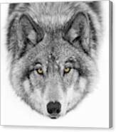 Yellow Eyes - Timber Wolf Canvas Print