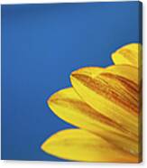 Yellow Flower Canvas Print