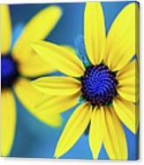 Nature Photography - Colorful Flowers Canvas Print