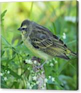 Yellow-fronted Canary Canvas Print