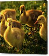 Wild Yellow Goslings In Springtime Grass And Flowers Canvas Print