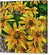 Yellow In Bloom Canvas Print
