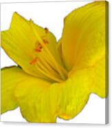 Yellow Lily Flower Photograph Best For Shirts Canvas Print