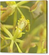 Yellow Orchid Canvas Print