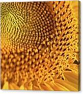 Yellow Sunflower Canvas Print