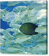 Yellow Surgeon Fish With Yellow Stripe Canvas Print