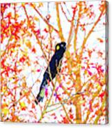 Yellow Tailed Black Cockatoo Canvas Print