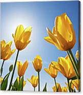 Yellow Tulips Against A Blue Sky At Canvas Print