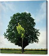 Young And Old Oak Trees Canvas Print