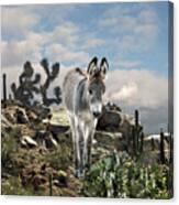 Young Burro Of The Sonoran Desert Canvas Print