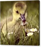 Young Goose Canvas Print
