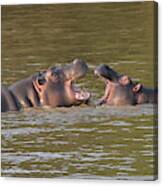 Young Hippos At Play Canvas Print