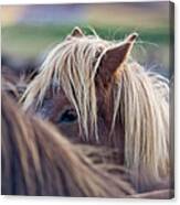 Young Horse Canvas Print