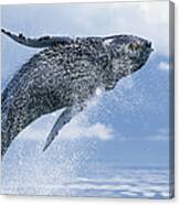 Young Humpback Whale Megaptera Canvas Print