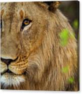 Young Male African Lion,  Namibia Canvas Print