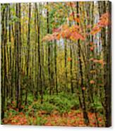 Young Maples Canvas Print