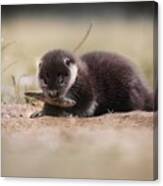 Young River Otter Canvas Print