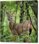 Young White-tailed Deer, Odocoileus Virginianus, With Velvet Antlers Canvas Print