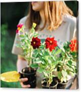Young Woman  Holding Flower Pot While Working In Garden Canvas Print