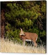 Young Wyoming Whitetail Canvas Print