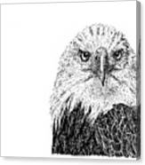 Z1 Bald Eagle Canvas Print