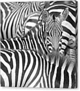 Zebra Abstract Canvas Print
