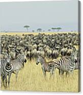 Zebra And Wildebeest On Plain Canvas Print