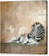 Zebra At Rest Canvas Print