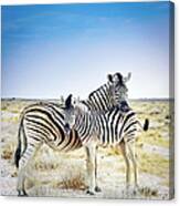 Zebra Mother And Her Foal In Etosha Canvas Print