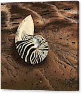 Zebra Nautilus Shell On The Sand Canvas Print
