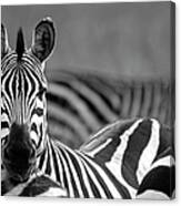 Zebra Canvas Print