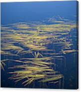 Zen Reeds Canvas Print