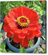 Zinnia 59 Canvas Print