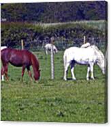 09/06/19 Morecambe. Hest Bank. Horses. Canvas Print