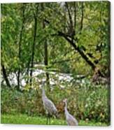 2021 Fall Sandhill Cranes 8 Canvas Print