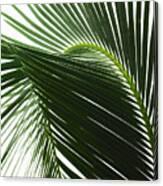A Glossy Green Palm Leaf In Close Up, With Central Rib And Paired Fronds. #1 Canvas Print