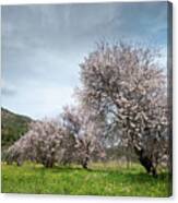 Almond Trees Bloom In Spring Against Blue Sky. #2 Canvas Print