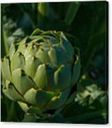 Artichoke #1 Canvas Print