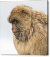 Barbary Macaque #1 Canvas Print