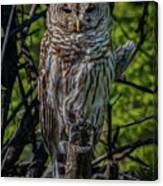 Barred Owl #1 Canvas Print